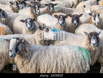 un gregge di pecore ben segnate ha scoperto che sembrava curioso, osservando la telecamera da vicino a tutto campo Foto Stock