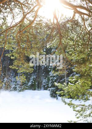 L'Abete rami ricoperti di neve in inverno freddo forest Foto Stock