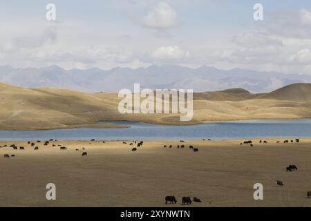 Una mandria di yak al pascolo presso il lago Tulpar vicino a Sary-Mogul nel Kirghizistan meridionale Foto Stock