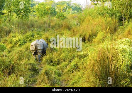 Vista posteriore a media distanza di un rinoceronte indiano cornuto nel suo habitat naturale erboso al Parco Nazionale di Chitwan, Nepal, Asia Foto Stock