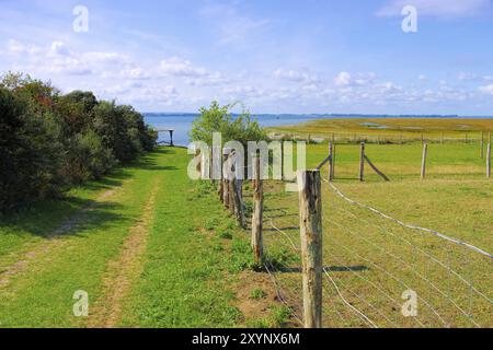 Poel Weide, un pascolo verde sull'isola di Poel, nel nord della Germania Foto Stock