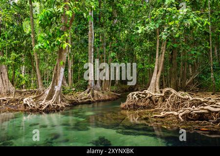 Tha Pom, la foresta di mangrovie di Krabi, in Thailandia Foto Stock