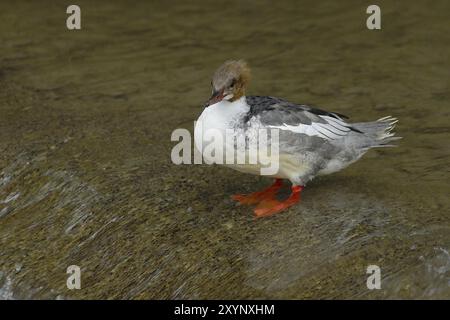 Comune Merganser femmina in acqua Foto Stock