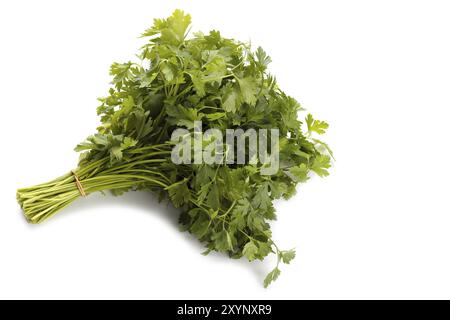 Mazzetto di prezzemolo isolati su sfondo bianco Foto Stock