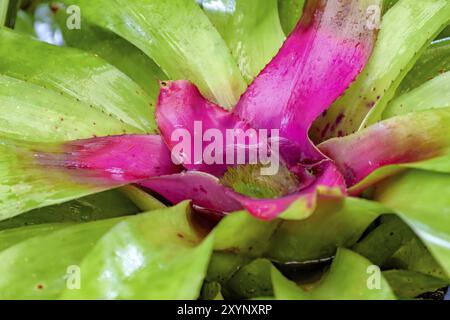 Bromeliad lascia dettaglio nativa per il brasiliano della foresta atlantica Foto Stock