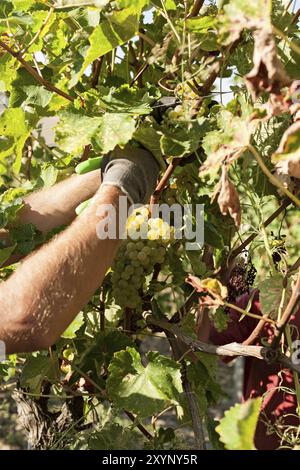 Vendemmiatrice mediante il taglio di un grappolo di uva dalla vigna in una giornata di sole Foto Stock