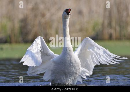 Mute Swan durante la stagione degli accoppiamenti Foto Stock