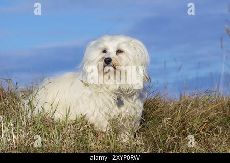 Havanese nella torcia Foto Stock