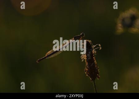 Damigella blu, comune damigella femmina Platycnemis pennipes. Damselfly dalle gambe bianche Foto Stock