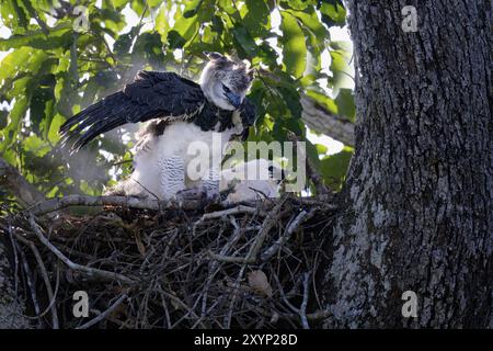 Aquila Harpia Harpy, Harpia harpyja, con una preghiera nel nido con la sua ragazza, alta Floresta, Amazzonia, Brasile, Sud America Foto Stock