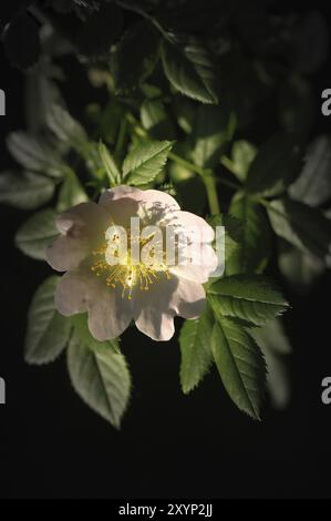 Heckenrose, Wildrose, Rose, Rosa canina, Briar comune, Eglantier commun, Rosier des chiens, Rosa corymbifera Foto Stock