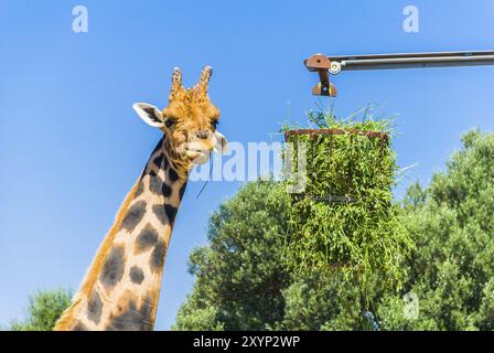 Mangiare giraffa, Safari Park, Maiorca Foto Stock