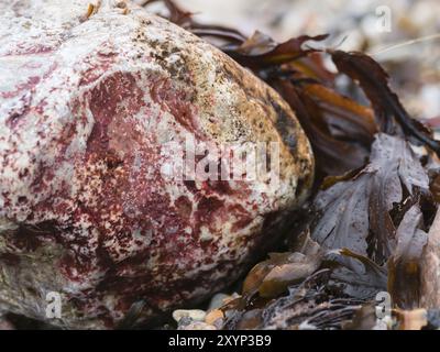 Pietra rossa e alghe marroni sulla costa del Mar Baltico tedesco Foto Stock