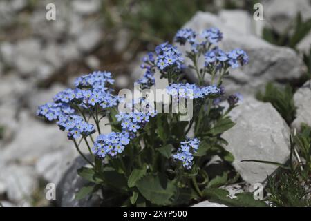 Alpine Forget-me-not Foto Stock