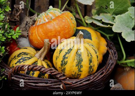 Turban turco e zucche ornamentali in un cestino Foto Stock