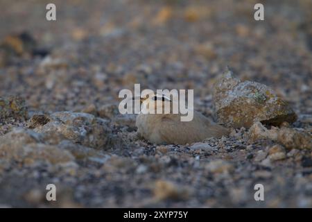 Uccello da corsa (Cursorius Cursor), semi-deserto, Fuerteventura, Spagna, Europa Foto Stock