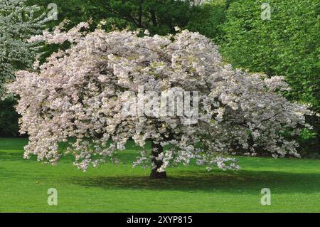 Ciliegia giapponese bianca in fiore (Prunus serrulata), stagione di fioritura, bassa Renania, Renania settentrionale-Vestfalia, Germania, Europa Foto Stock