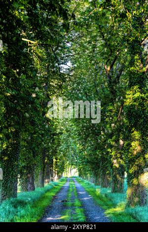 Chestnut Alley, bassa Sassonia Foto Stock