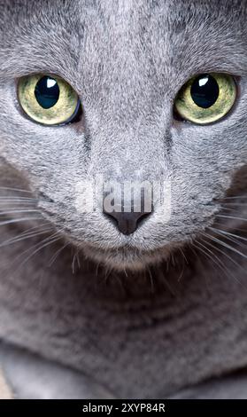 Foto dettagliata del volto di un gatto con una grande Foto Stock