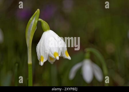 Il simbolo del fiocco di neve di primavera Foto Stock