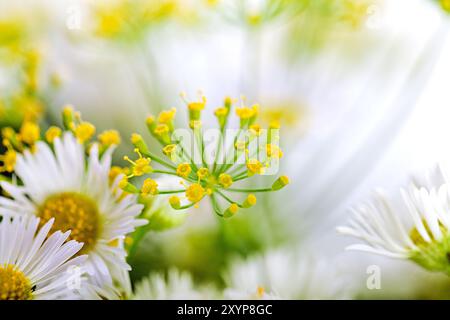 Ampolline di aneto con semi e foglie Foto Stock