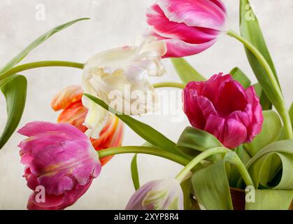 I freschi tulipani sbocciano in diversi colori in primavera Foto Stock