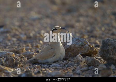 Uccello da corsa (Cursorius Cursor), semi-deserto, Fuerteventura, Spagna, Europa Foto Stock