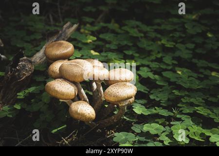 Primo piano funghi commestibili di agarica al miele in una foresta di conifere. Gruppo di funghi in un ambiente naturale che cresce in boschetti di trifoglio verde Foto Stock