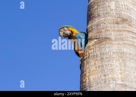 Goiania, Goias, Brasile - 30 agosto 2024: Un'ara con metà del suo corpo all'interno di un buco in un tronco di un albero di cocco. Foto Stock