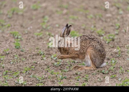 Lepre europea (Lepus europaeus) pulisce nel campo, alta Austria, Austria, Europa Foto Stock