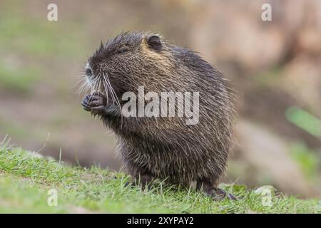 La nutria (Myocastor coypus) si trova in un prato e mangia, bassa Austria, Austria, Europa Foto Stock