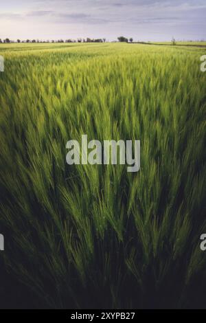 Splendido paesaggio serale su un lussureggiante campo di grano in stile folk Foto Stock