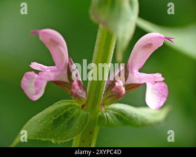 Salvia Foto Stock