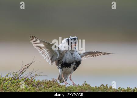 Ruff (Philomachus pugnax), maschio, danza di corteggiamento, Norvegia settentrionale, Varanger, Norvegia, Europa Foto Stock