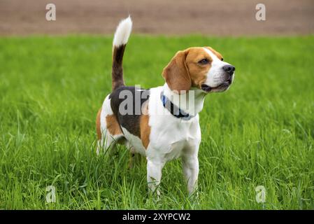 Dog Beagle su un campo di erba verde in primavera sullo sfondo a tema cane Foto Stock