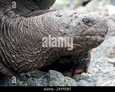 Tartaruga di Galápagos, Galapagos-Riesenschildkröten, Tortue géante des Galápagos, Chelonoidis niger, isola Isabela, Galápagos, Ecuador, sud America Foto Stock