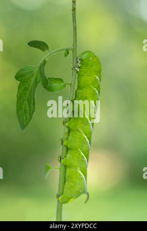 Hornworm del tabacco, Manduca sexta, un bruco verde nella fase tarda delle larve, primo piano sul gambo di pomodoro Foto Stock