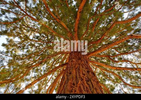 Sequoiadendron giganteum Foto Stock