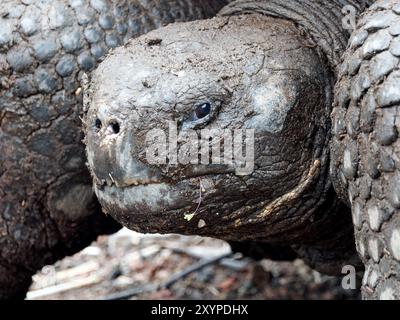 Tartaruga di Galápagos, Galapagos-Riesenschildkröten, Tortue géante des Galápagos, Chelonoidis niger, isola Isabela, Galápagos, Ecuador, sud America Foto Stock