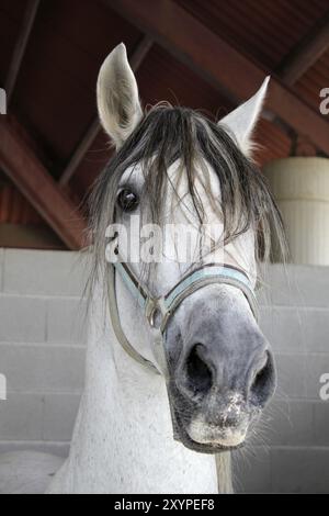 Ritratto di un bel cavallo rosso pureo bianco in stalla Foto Stock