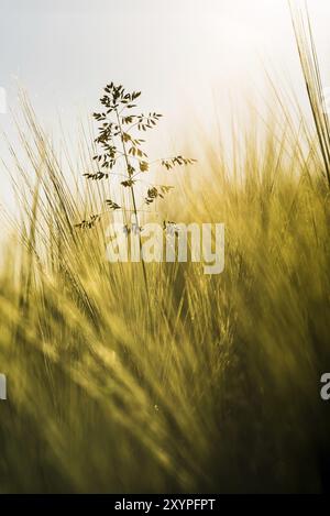 Vista delle spighe di grano e cielo blu Foto Stock