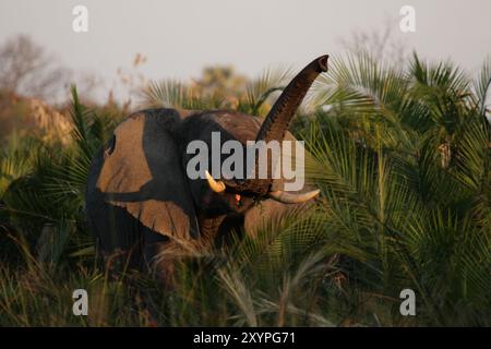 Elefante (Loxodonta africana) nel Delta dell'Okavango in Botswana. Elefante nel Delta dell'Okavango in Botswana Foto Stock