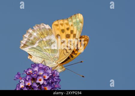 Mantello imperiale su Butterfly Bush Foto Stock