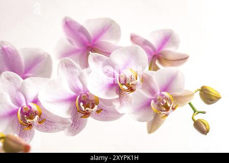 Fiori di orchidea rosa chiaro isolati su primo piano su sfondo bianco Foto Stock