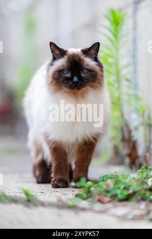 Gatto balinese che cammina sulla spiaggia Foto Stock