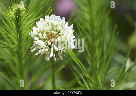 Trifoglio bianco (Trifolium repens), fiore singolo Foto Stock