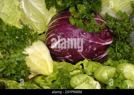 Natura morta alimentare con tutti i tipi di verdure fresche e succose e verdure cicoria in foglia di radicchio, cavolo verde, lattuga, cavoletti di bruxelles, indivia belga, Foto Stock