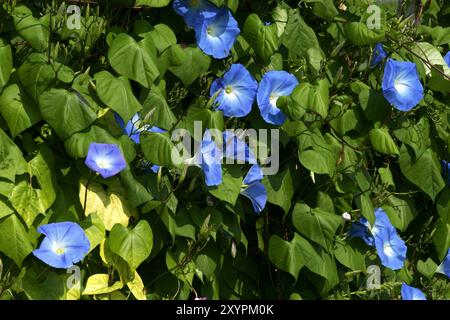 Venti striscianti Foto Stock