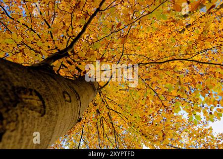 Faggio in autunno Foto Stock