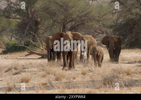 Elefanti del deserto nel letto secco del fiume Huab, Damaraland, Namibia, questi elefanti si sono adattati all'estrema secchezza di questa zona. Il des Foto Stock